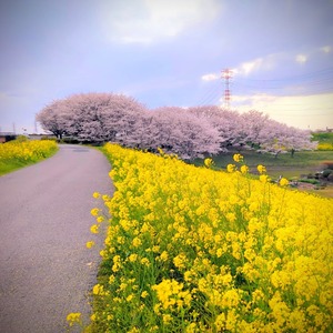 野田市の桜のピンクと菜の花の黄色が綺麗