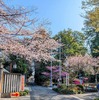 桜木神社の朝桜2026