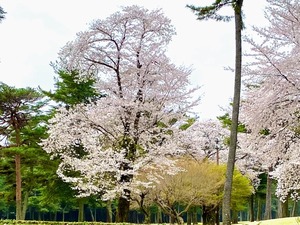 野田市のゴルフ場