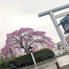 桜木神社の枝垂れ桜2026
