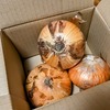 旬の頂き物｜白子の新たまねぎ