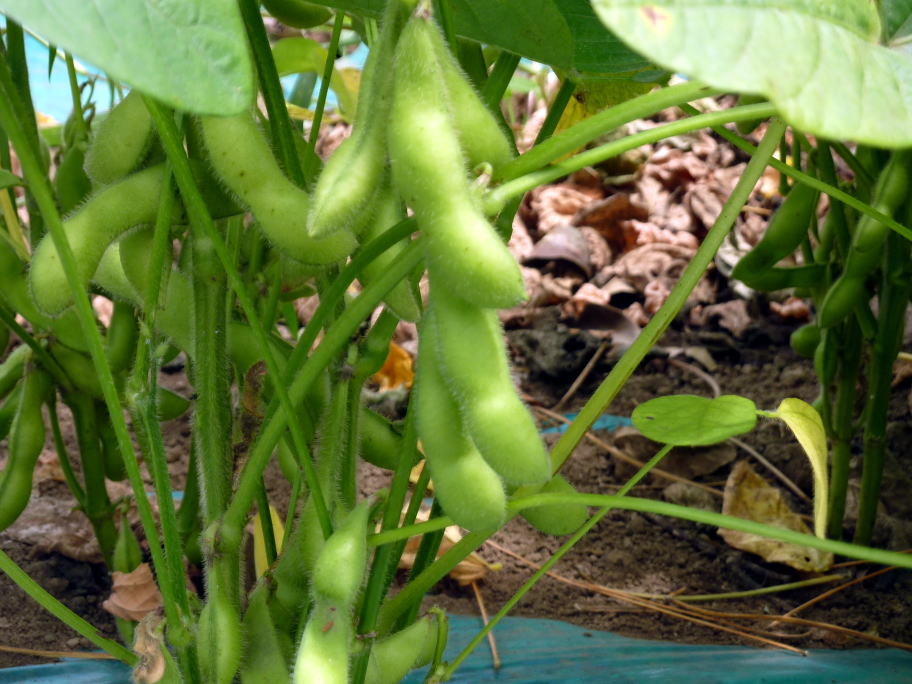 一枝に大量の枝豆