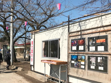 野田市観光協会・桜まつり