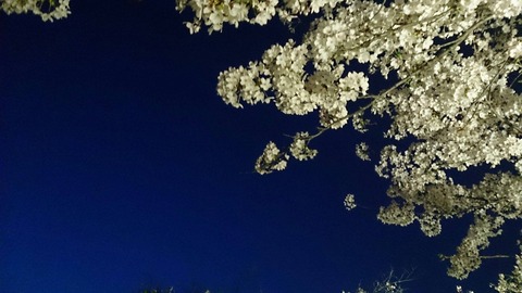 11012806_807825052626071_6544719993994120191_o