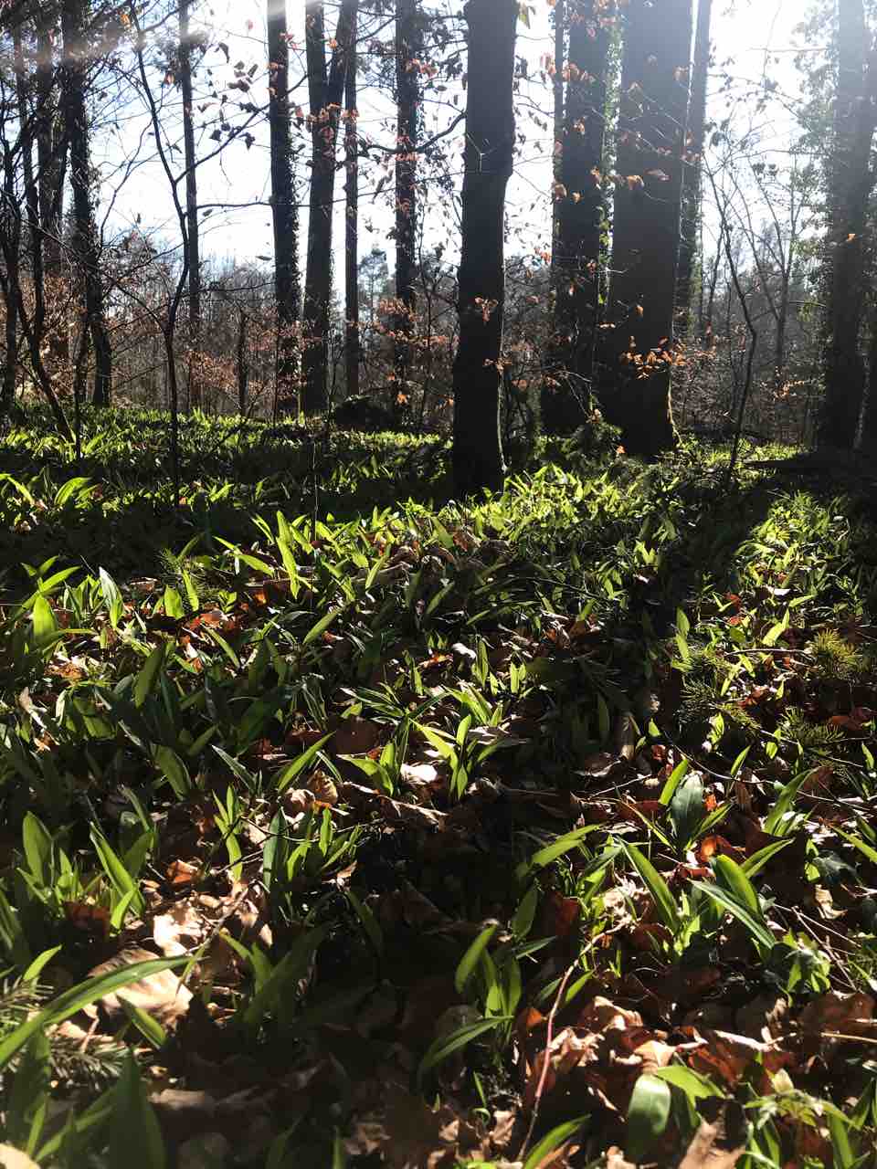 春を告げる野菜 その１ Barlauch ベアラウフ ヘザーとピート Am ボーデン湖