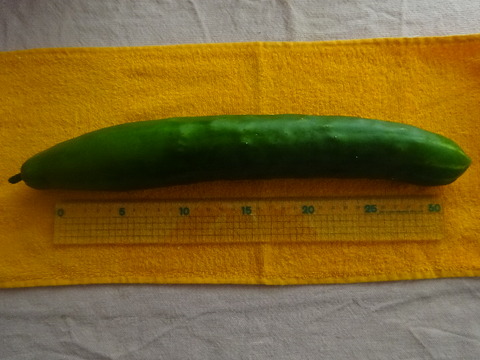 DSC09955