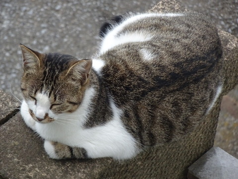 DSC09930
