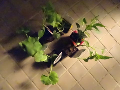 DSC06301