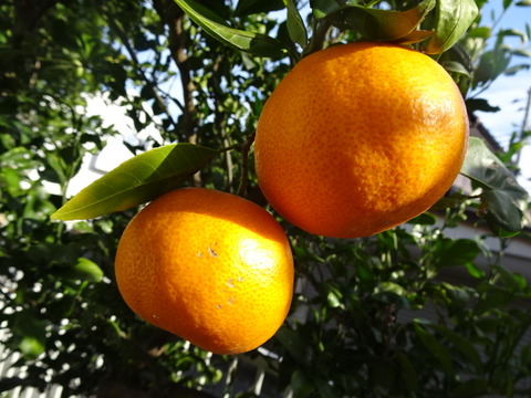 DSC05420