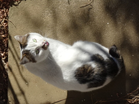 DSC09064