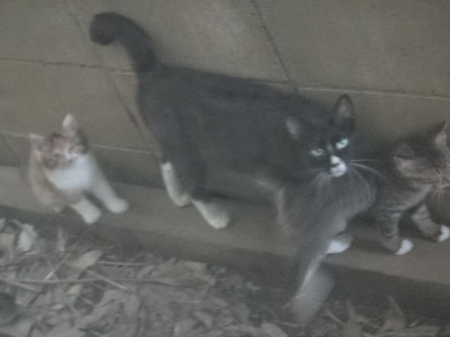 愛されし者 猫 片目 細める 画像ブログ