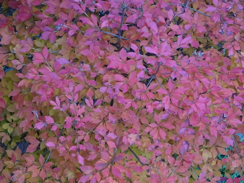DSC00067