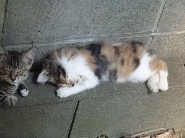 ワインカラーの日々 猫日記 うちの体力温存 戦闘準備猫りん達