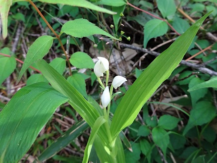 16af9ae4 - コピー