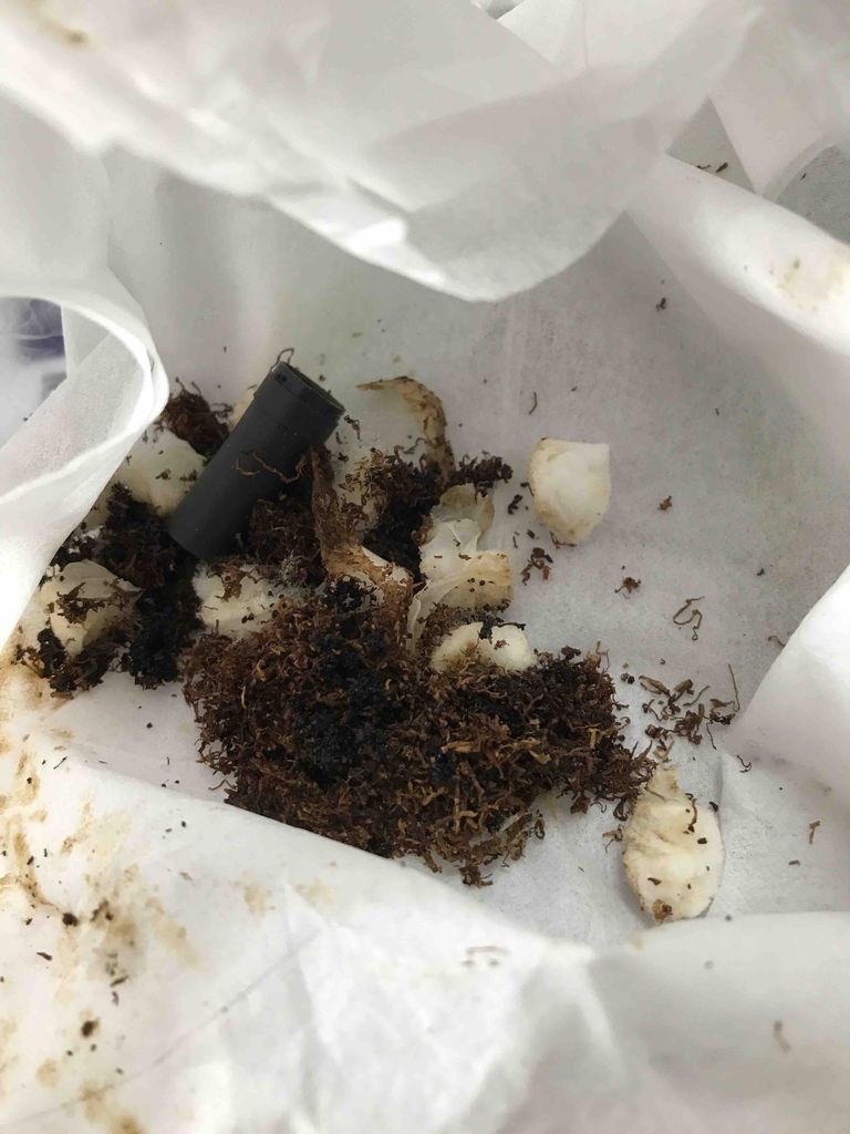 カプセルの二度目再生は面倒 プルームテック活用日記