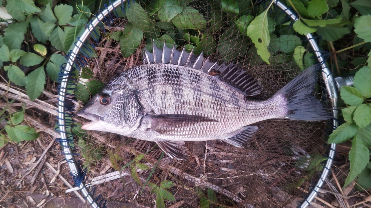 ぱちページ 9forty-a-frame-laser-