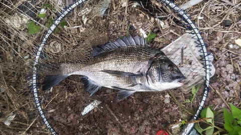 取りに来られる方限定　釣竿 ロッド　まとめ 特価] 洗練された本格万能 船竿 シーマスタッグ EXソリッド船165