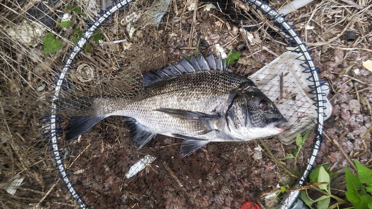 夕方釣行＆ヘチセレZX硬調288インプレ : ズーペーの多趣味ブログ