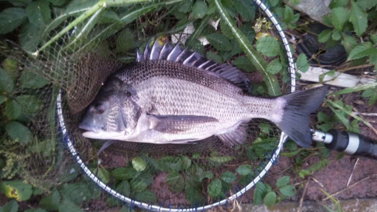 夕方釣行＆ヘチセレZX硬調288インプレ : ズーペーの多趣味ブログ