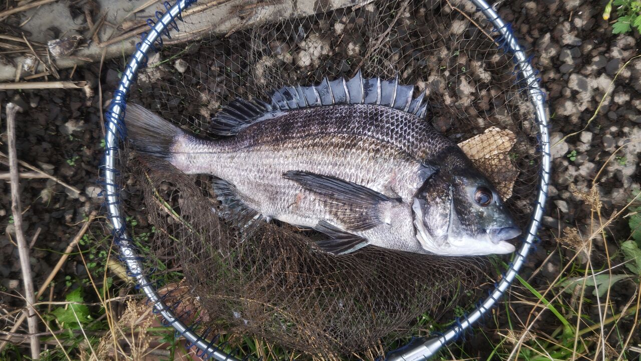 黒鯛　へち　落とし込み　2.8メートル 黒鯛 へち 落とし込み 2.8メートル 黒鯛工房 黒鯛師 ヘチ・落し