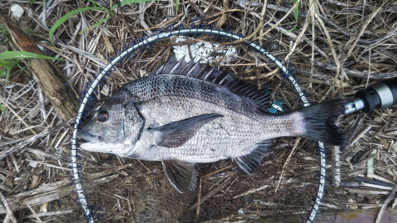 夕方釣行＆ヘチセレZX硬調288インプレ : ズーペーの多趣味ブログ