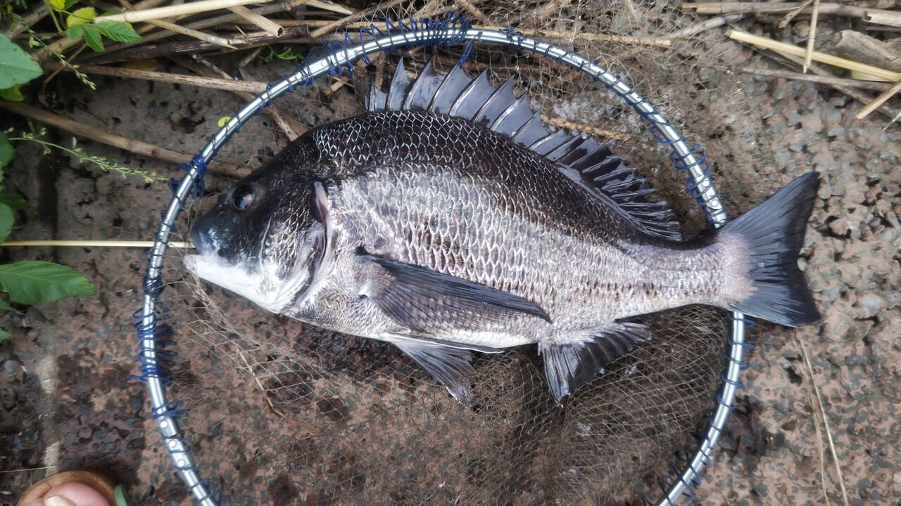 落とし込み チヌ 黒鯛bj85＜2-3＞ 落とし込み チヌ 黒鯛bj85＜2-3＞