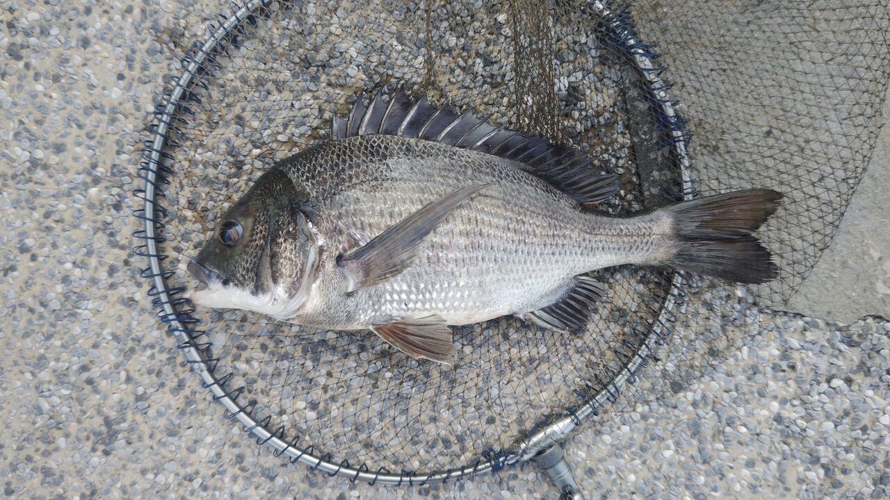 ダイワ 22 ブラックジャックスナイパー メタルチェーン ヘチ 極280 (D01) (O01) ダイワ 22 ブラックジャックスナイパー メタルチェーン ヘチ 極310