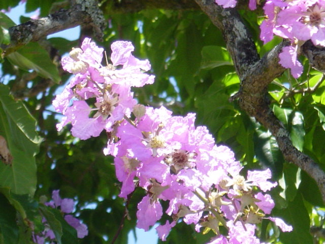 紫色の花 ハワイ島日記 南国植物園