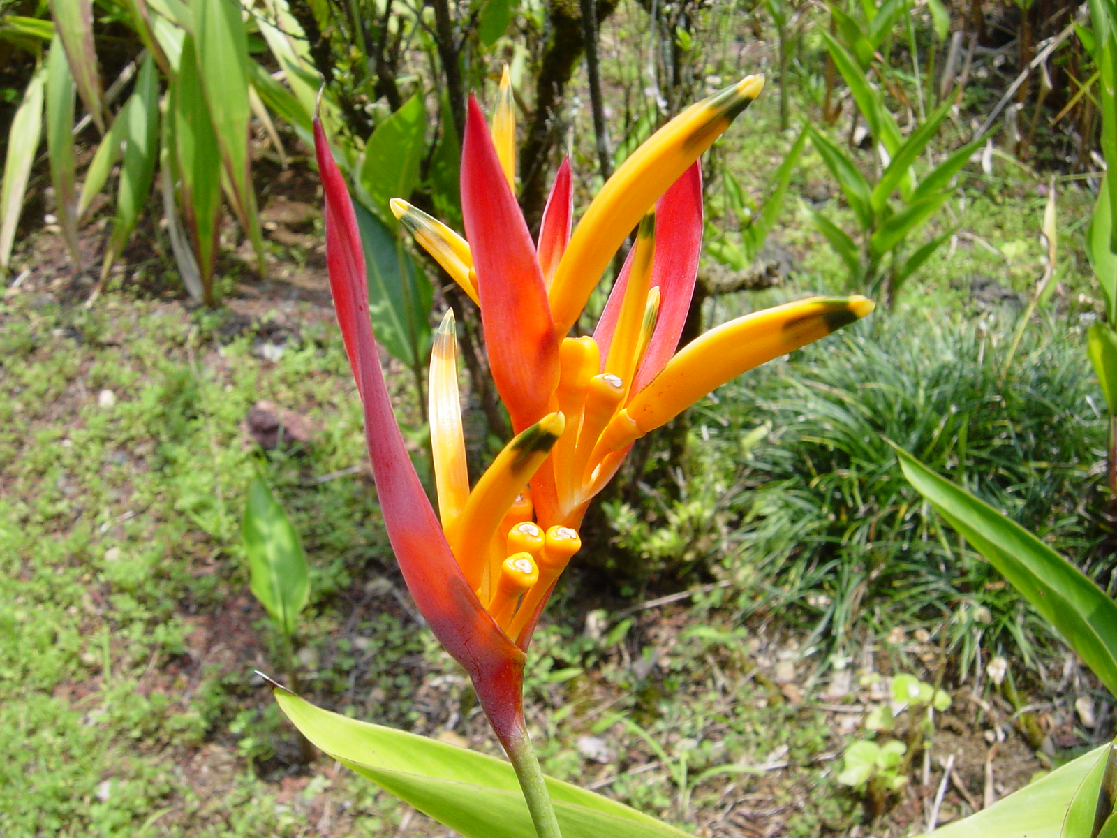 ヘリコニア プシッタコルム Heliconia Psittacorum ハワイ島日記 南国植物園