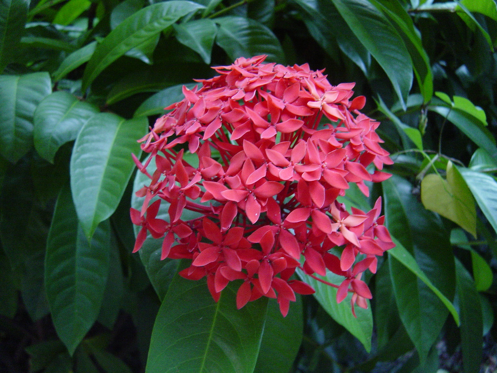 赤い花 ハワイ島日記 南国植物園