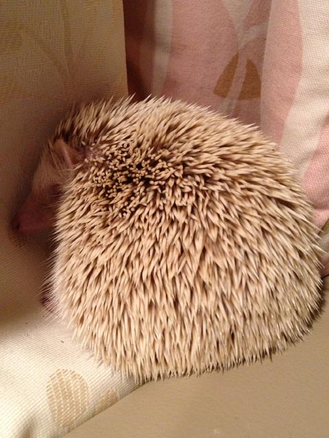 おやつちゃんのすきな場所 今日のおやつ ハリネズミ飼育日記