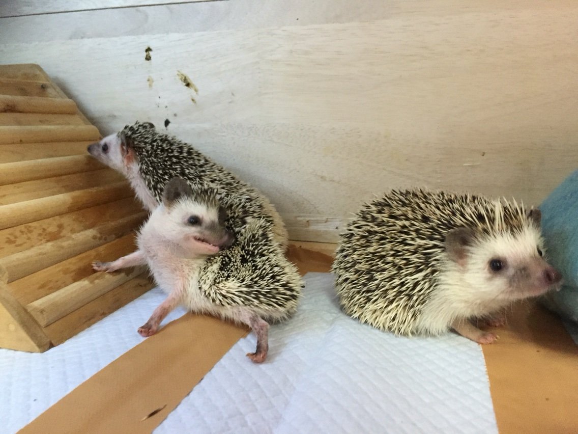 ハリネズミの床材 ハリネズミのポテトと仲間たち