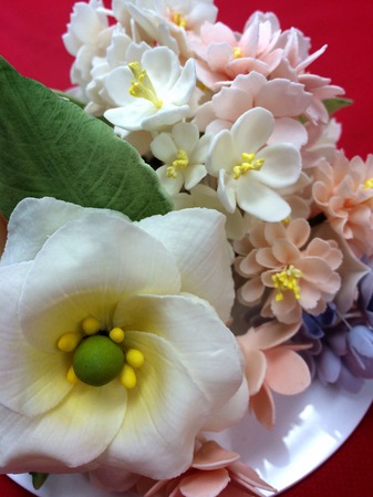 トルコ桔梗アップ