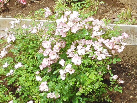 IMG_20140712_134532569