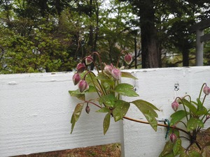 IMG_20140505_11354506