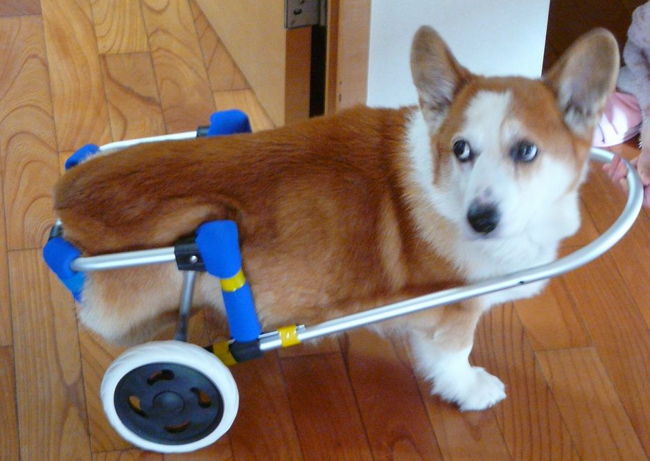 犬用車椅子を造る その2 試作編 大和オヤジのサイクリング紀行