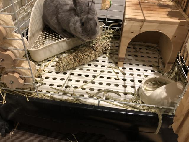 ウサコッツの新しいおもちゃが 1日で駄目になりました ウサコッツ飼育日記 ウサコッツの新しいおもちゃが 1日で駄目になりました ウサコッツ飼育日記