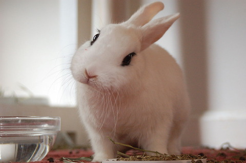 1200px-Hotot_Rabbit!