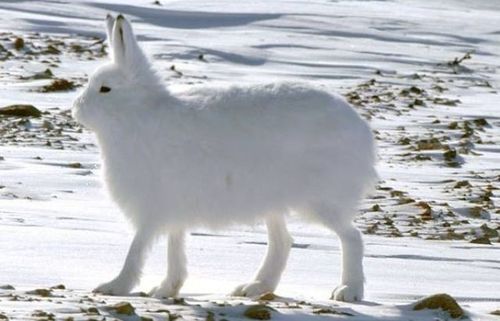 野生のウサギ 四足歩行できそうな ふしぎなウサギ ウサコッツ飼育日記 野生のウサギ 四足歩行できそうな ふしぎなウサギ ウサコッツ飼育日記