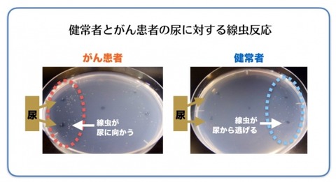 少しの尿だけで癌検診ができる「N-NOSE」