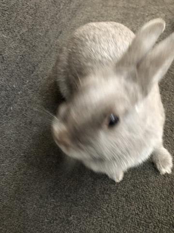 頭かくして尻隠さず な うさぎ ウサコッツ飼育日記 頭かくして尻隠さず な うさぎ ウサコッツ飼育日記