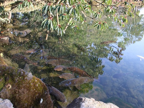 IMG_3955_R