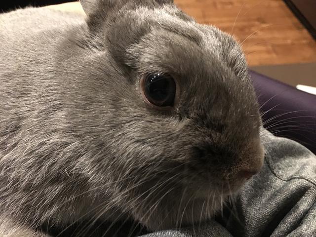 ウサギがケージを噛まなくするしつけ ウサコッツ飼育日記