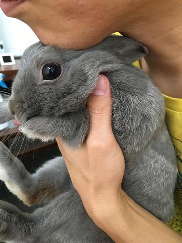 うさぎのしつけテクニック 顎のせ ウサコッツ飼育日記