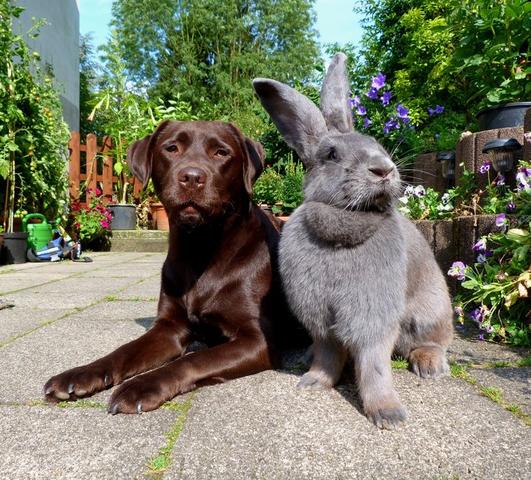 Arba公認品種 No 22 フレミッシュジャイアント Flemish Giant ウサコッツ飼育日記 Arba公認品種 No 22 フレミッシュジャイアント Flemish Giant ウサコッツ飼育日記