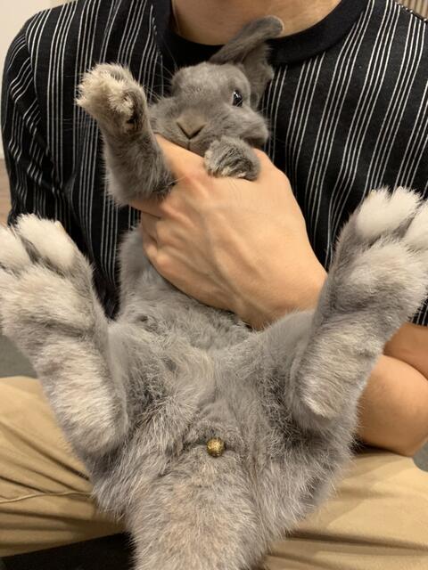 ウサギのうんこ 糞 がでる瞬間 ウサコッツ飼育日記 ウサギのうんこ 糞 がでる瞬間 ウサコッツ飼育日記