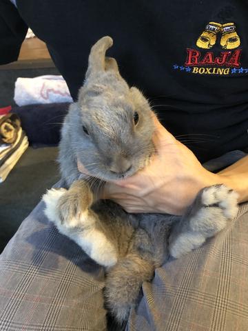 ウサギを縦抱きする ウサコッツ飼育日記