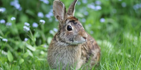 増殖した野生ウサギをウイルスで駆除へ　【ニュージーランド】