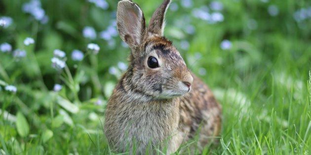 増殖した野生ウサギをウイルスで駆除へ ニュージーランド ウサコッツ飼育日記 増殖した野生ウサギをウイルスで駆除へ ニュージーランド ウサコッツ飼育日記