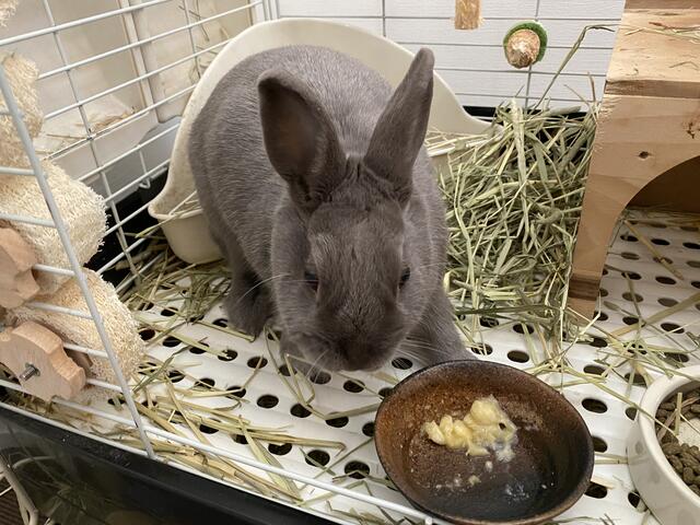 ウサコッツ バナナを死守する ウサコッツ飼育日記